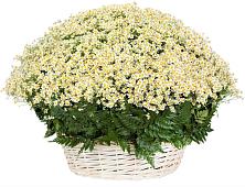 Цветочная композиция из Ромашки в корзине #REPLACE_PRED# Комсомольске Ивановской области